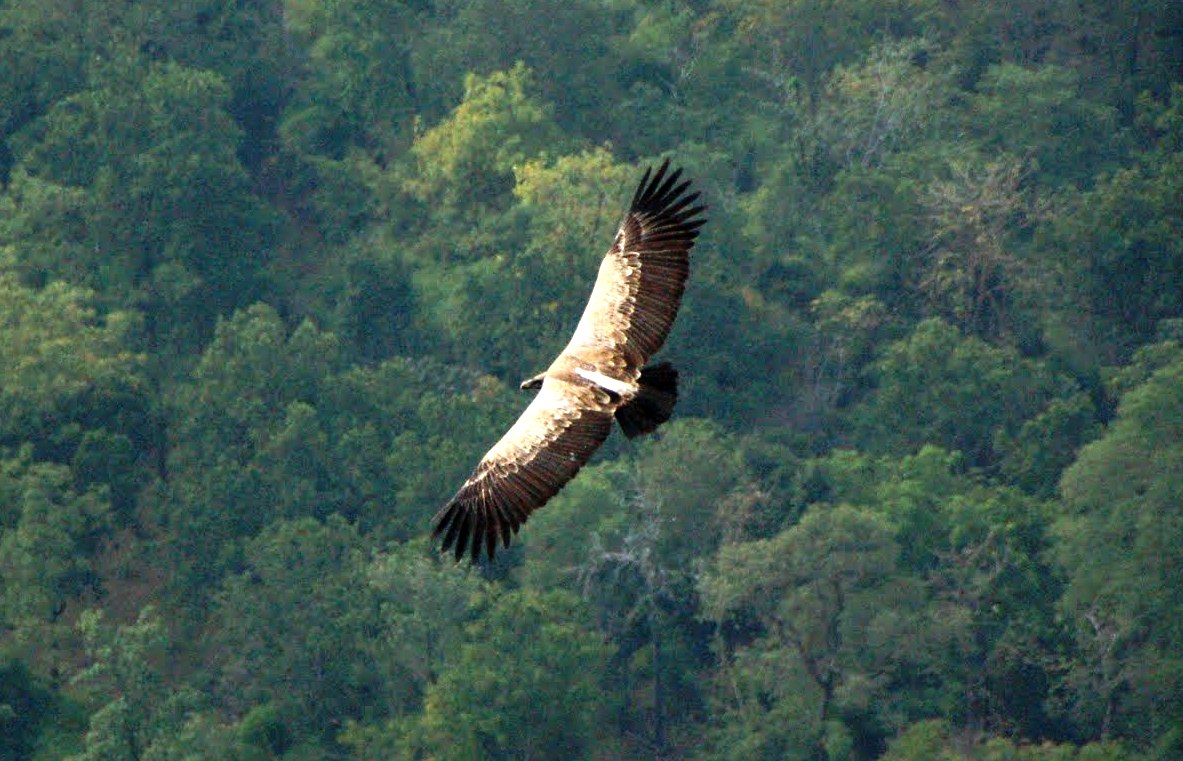 indian vulture
